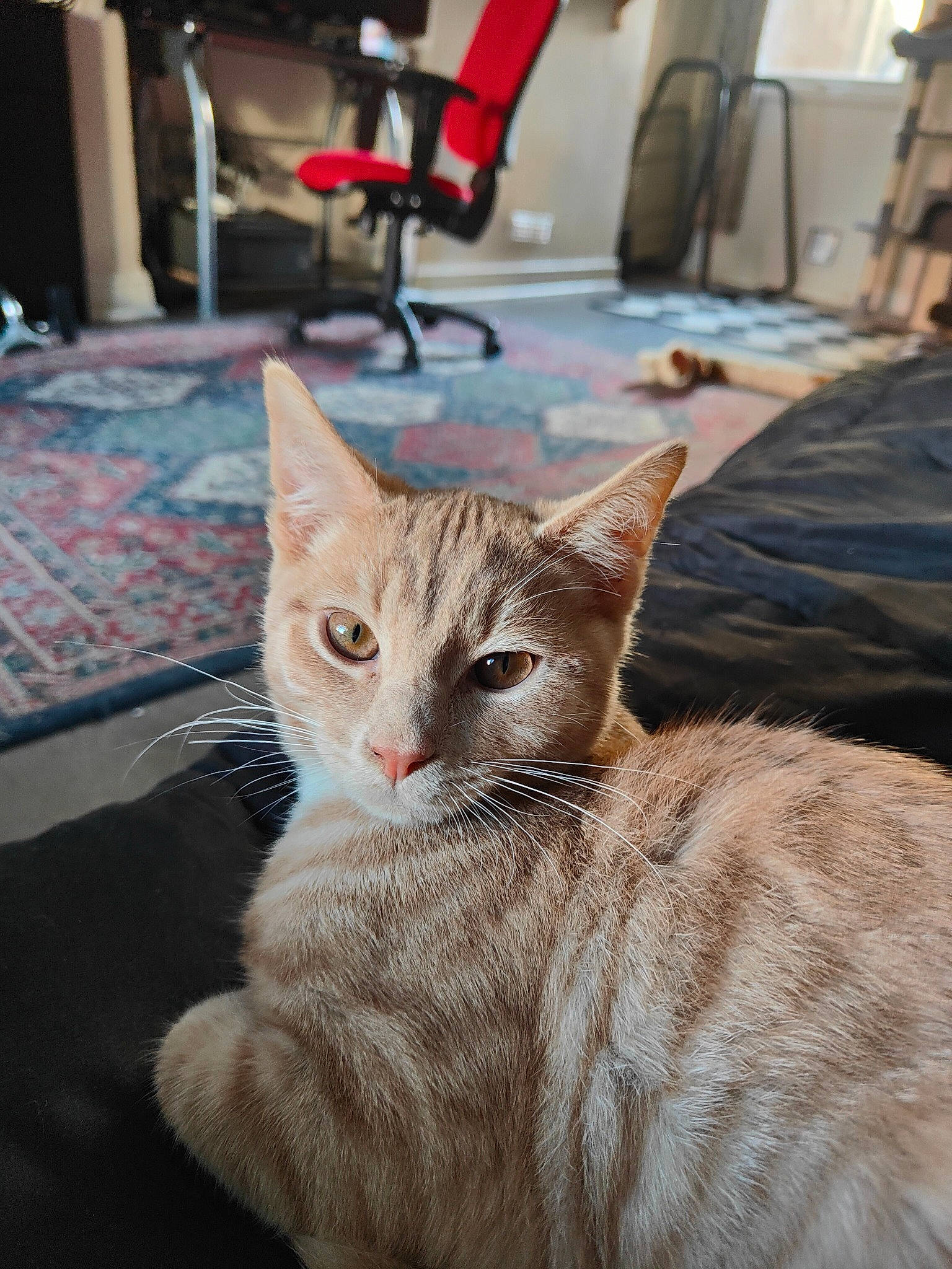 Fudge is registered to the contest to win money with this photo: carnivore, cat, cat_furniture, chair, claw, collar, comfort, domestic_short_haired_cat, fawn, felidae, fur, paw, room, small_to_medium_sized_cats, snout, table, tail, terrestrial_animal, whiskers, window