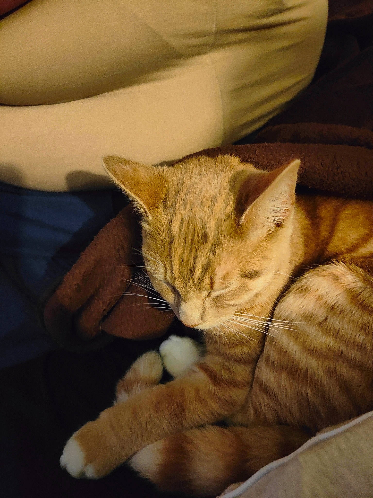 Fudge joined the competition — help win amazing prizes! carnivore, cat, claw, comfort, couch, domestic_short_haired_cat, fawn, felidae, fur, human_leg, linens, nap, paw, room, sitting, small_to_medium_sized_cats, tail, terrestrial_animal, whiskers, wood