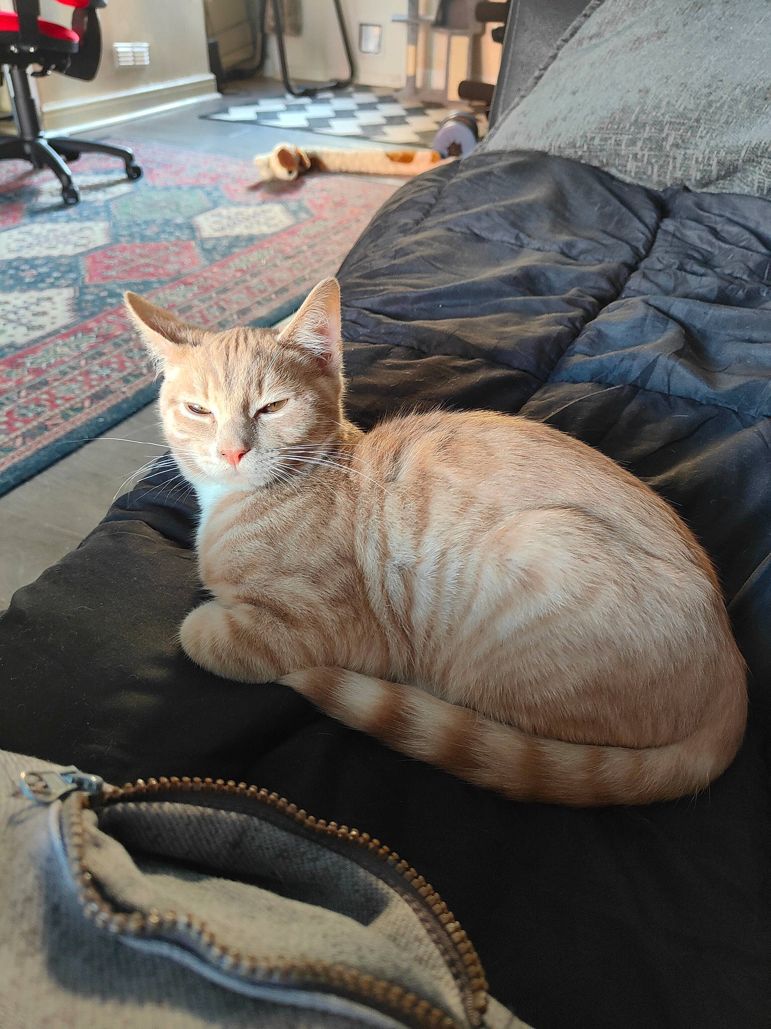 Fudge joined the competition — help win amazing prizes! carnivore, cat, comfort, couch, domestic_short_haired_cat, fawn, felidae, fur, linens, mammal, room, sitting, small_to_medium_sized_cats, snapshot, tail, textile, vertebrate, whiskers, window, wood