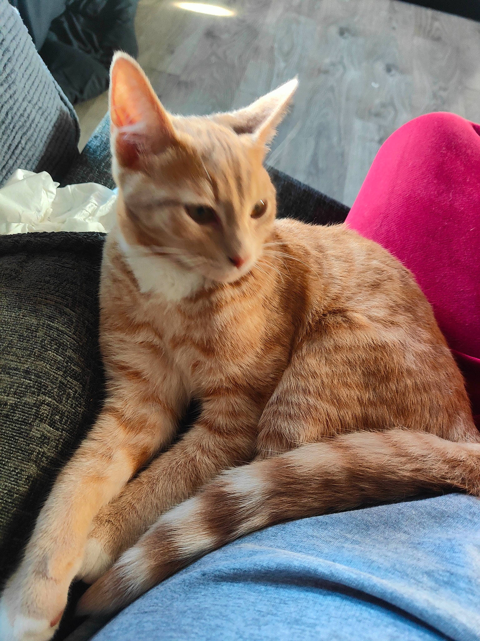 Fudge is registered to the contest to win money with this photo: carnivore, cat, cat_supply, claw, comfort, domestic_short_haired_cat, eye, fawn, felidae, foot, fur, human_leg, nap, paw, sitting, small_to_medium_sized_cats, snout, tail, terrestrial_animal, whiskers