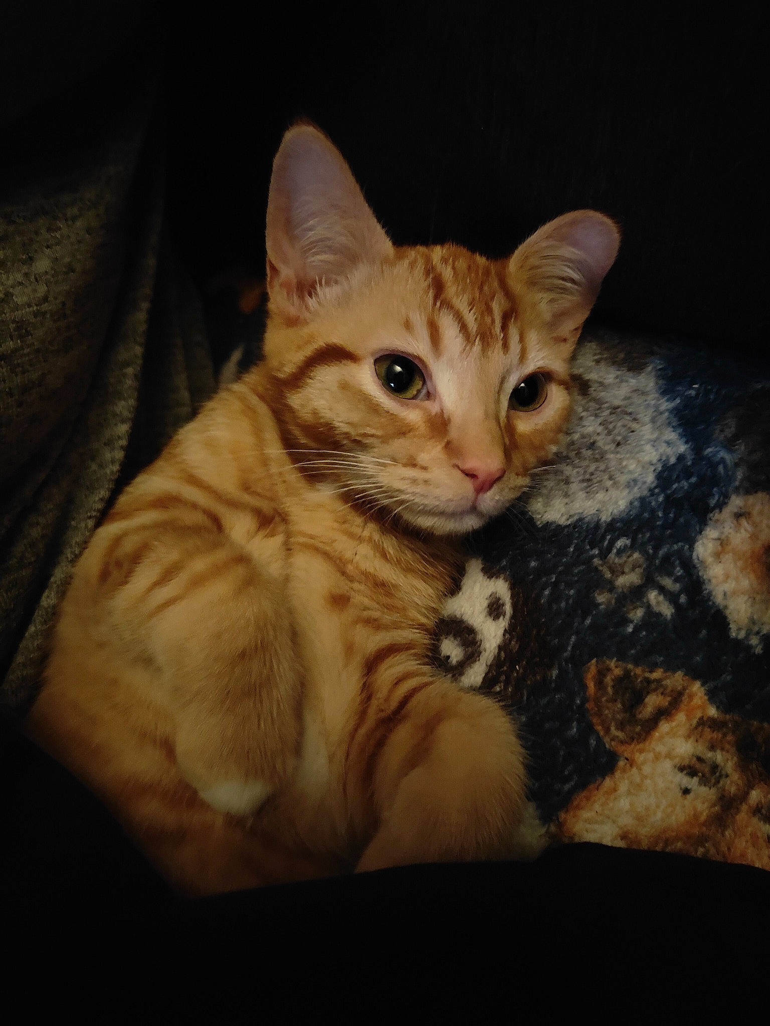 Rocky joined the competition — help win amazing prizes! carnivore, cat, claw, comfort, darkness, domestic_short_haired_cat, door, eye, fawn, felidae, fur, paw, sitting, small_to_medium_sized_cats, tail, terrestrial_animal, whiskers, window