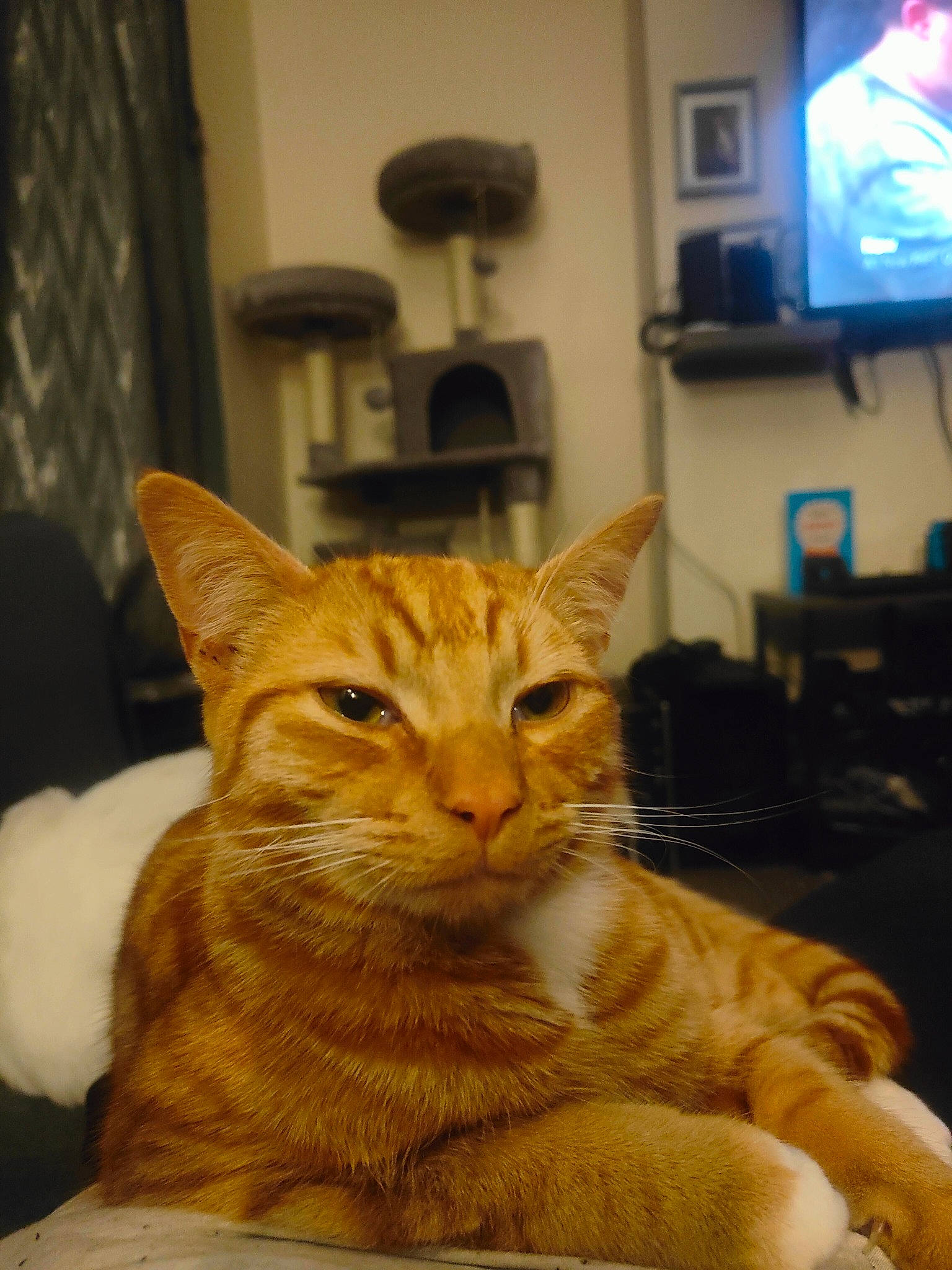 Rocky joined the competition — help win amazing prizes! cable_television, carnivore, cat, comfort, display_device, domestic_short_haired_cat, fawn, felidae, flat_panel_display, fur, home_appliance, led_backlit_lcd_display, picture_frame, sitting, small_to_medium_sized_cats, snout, tail, television, television_set, whiskers