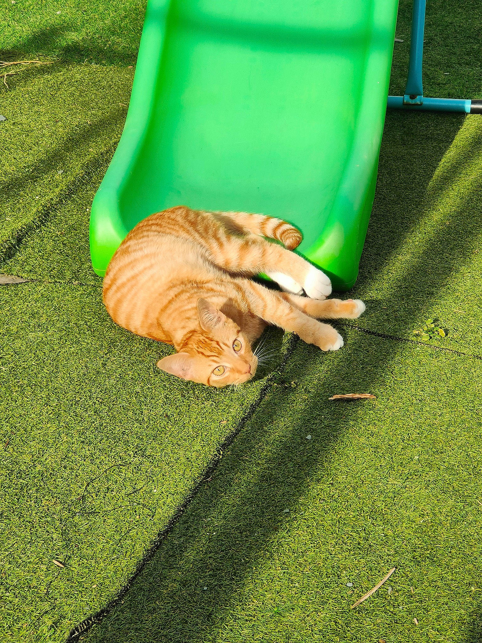 Rocky joined the competition — help win amazing prizes! artificial_turf, barefoot, companion_dog, flooring, foot, fun, gesture, grass, human_leg, knee, lawn, leisure, nail, people_in_nature, play, recreation, sandal, sitting, soil, wrist