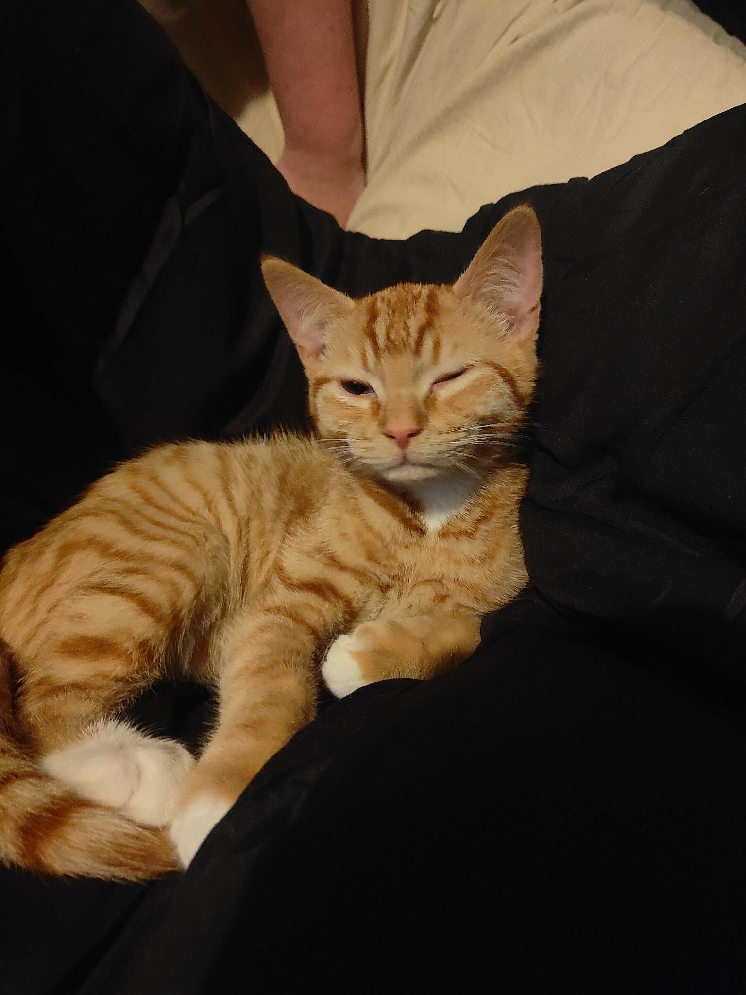 Rocky is registered to the contest to win money with this photo: carnivore, cat, claw, comfort, domestic_short_haired_cat, fawn, felidae, fur, gesture, nap, paw, sitting, small_to_medium_sized_cats, snout, t_shirt, tail, terrestrial_animal, whiskers, wood, wrinkle