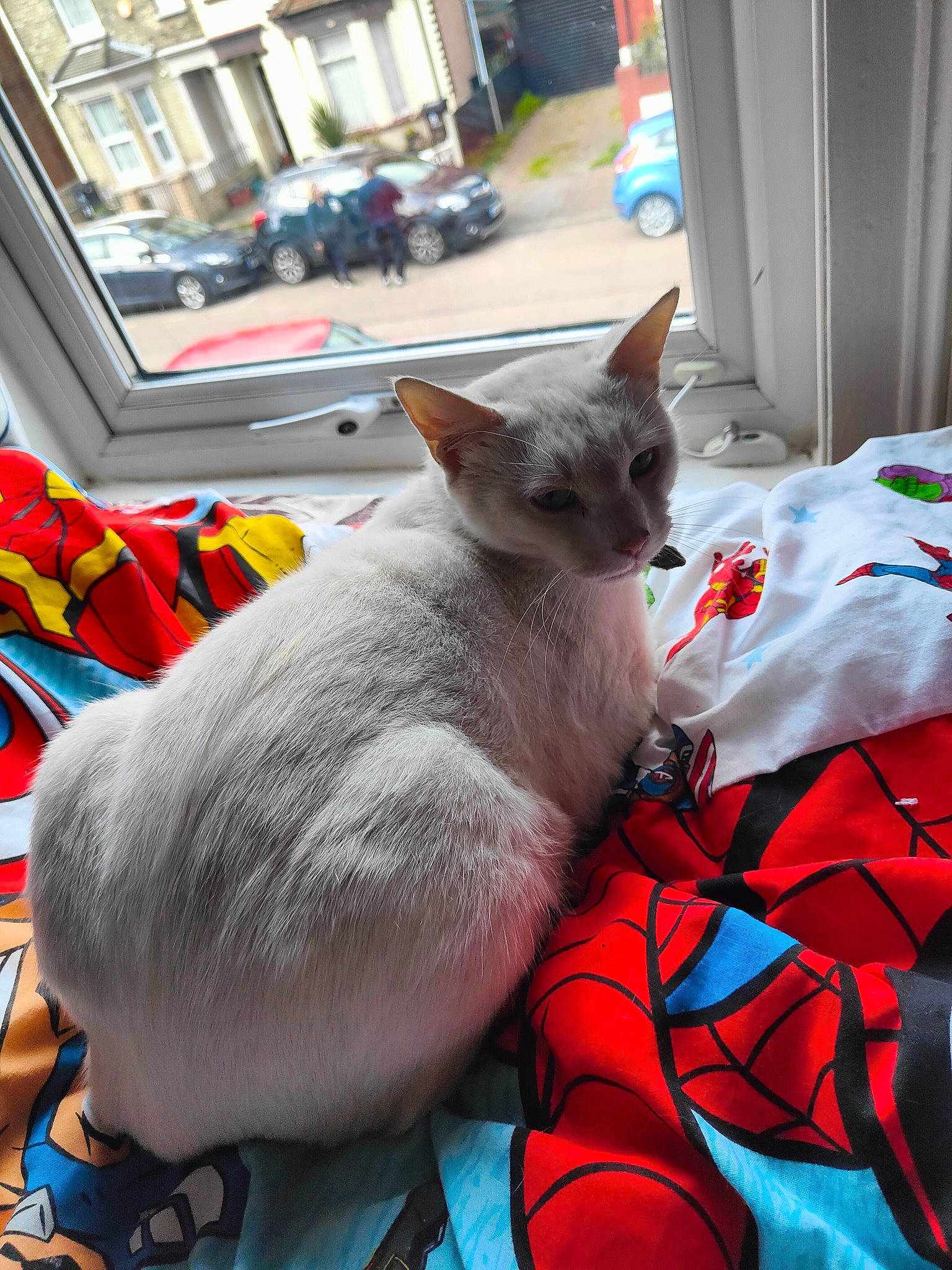 Chase is registered to the contest to win money with this photo: building, car, carnivore, cat, comfort, domestic_short_haired_cat, fawn, felidae, fur, grey, nap, russian_blue, small_to_medium_sized_cats, tail, thai, tire, vehicle, wheel, whiskers, window