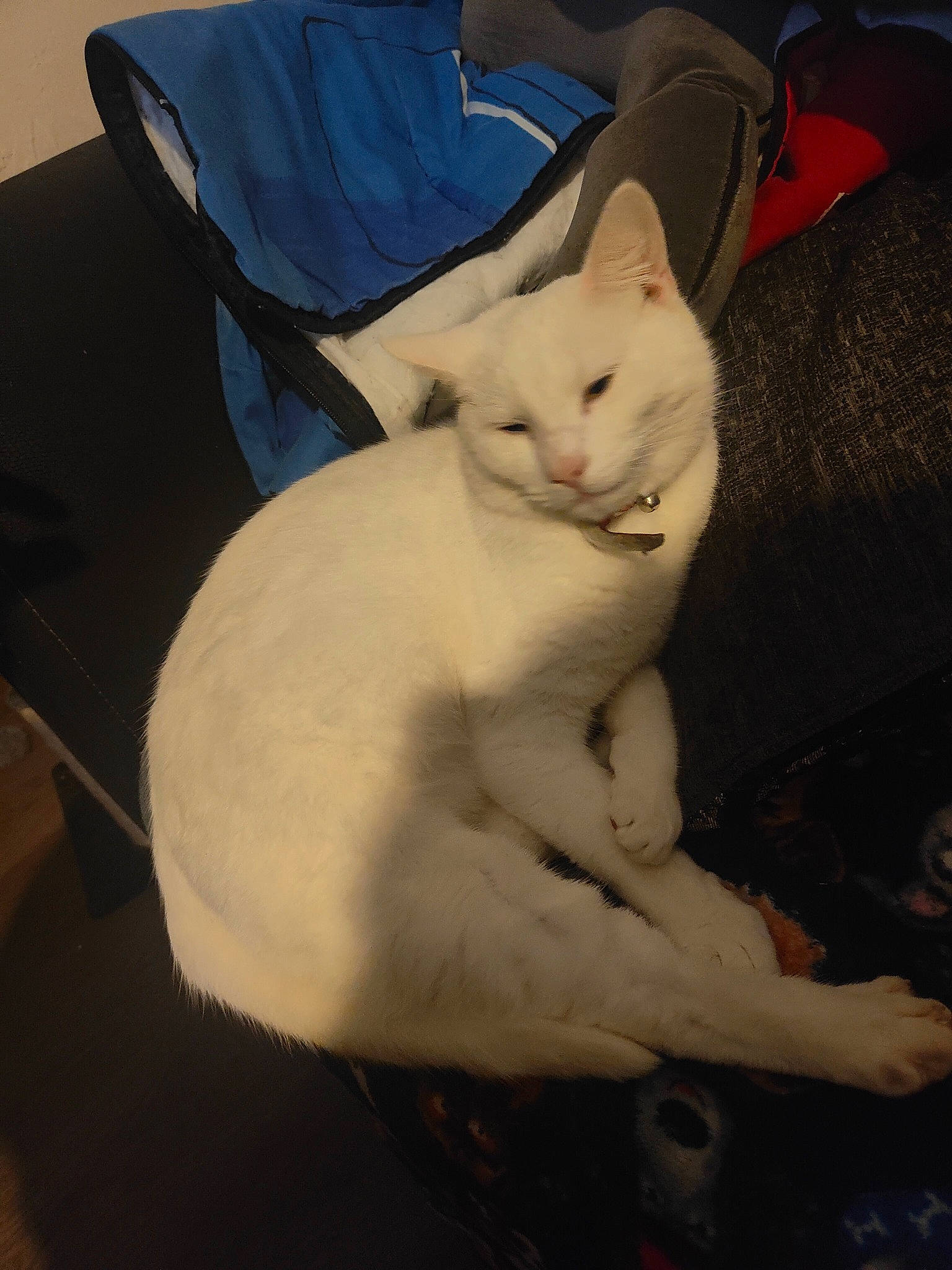 Chase joined the competition — help win amazing prizes! carnivore, cat, comfort, domestic_short_haired_cat, ear, eye, fawn, felidae, fur, head, jaw, linens, nap, paw, sitting, sleep, small_to_medium_sized_cats, snout, tail, whiskers