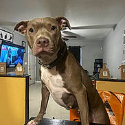 Daisy is registered to the contest to win money with this photo: dog, brown_dog, white_chest, table, living_room, television, ceiling_fan, wall_art, door, curtains, floor, furniture, pet, collar, indoor, shadow, watching, curious, animal, canine