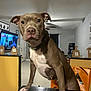 dog, brown_dog, white_chest, table, living_room, television, ceiling_fan, wall_art, door, curtains, floor, furniture, pet, collar, indoor, shadow, watching, curious, animal, canine