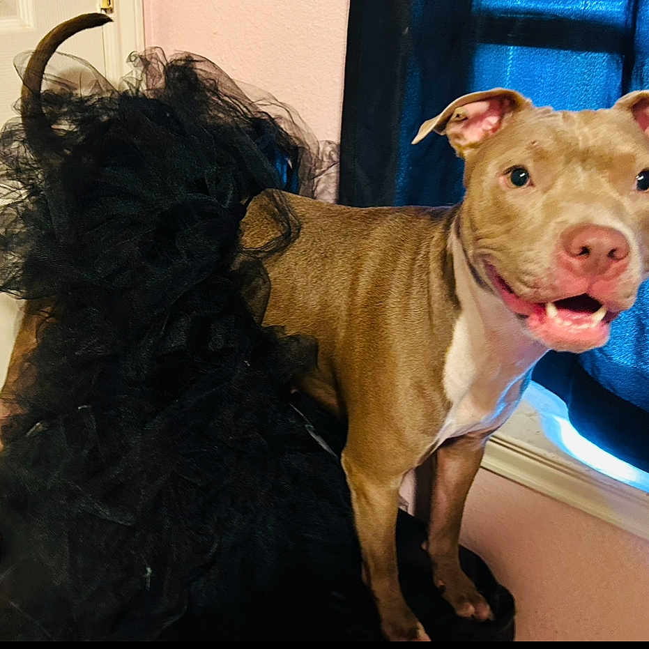 Daisy is registered to the contest to win money with this photo: animal, black_tutu, brown_dog, canine, clothing, costume, curtain, cute, dog, domestic_animal, ears, furry, happy, indoor, pet, pink_wall, smiling_dog, standing, tail, tutu