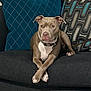 Daisy is registered to the contest to win money with this photo: dog, pet, couch, pillows, indoor, relaxed, brown_dog, crossed_paws, collar, furniture, domestic_animal, canine, companion, home, resting, snout, ears, fur, looking_away, living_room