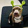 Daisy joined the competition — help win amazing prizes! dog, brown_dog, pet, indoor, cushion, black_cushion, green_headband, costume, animal, canine, looking_up, floor, collar, ears, cute, domestic_animal, furniture, living_room, curious, sitting