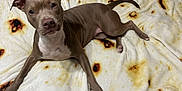 Daisy is registered to the contest to win money with this photo: dog, brown_dog, blanket, tortilla_pattern, pet, lying_down, indoor, fur, animal, canine, ears, paw, tail, snout, cute, looking_up, relaxed, comfort, cozy, domestic