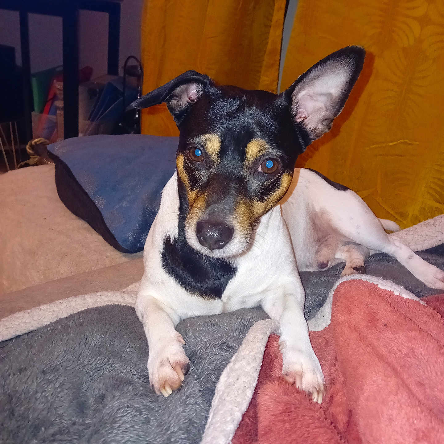 Pépito a rejoint le concours — aidez-le/la à gagner de superbes lots ! animal, blanket, canine, comfort, companion, couch, cozy, curious, cute, dog, domestic, ears, fur, fur_pattern, indoor, laying, mammal, pet, relaxed, resting