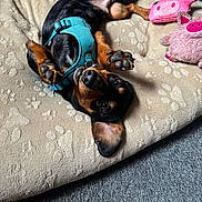 Max is registered to the contest to win money with this photo: dog, puppy, dachshund, pet, bed, plush_toy, pink_toy, harness, blue_harness, paw_prints, carpet, indoor, cute, playful, lying_down, small_dog, animal, fur, ears, nose