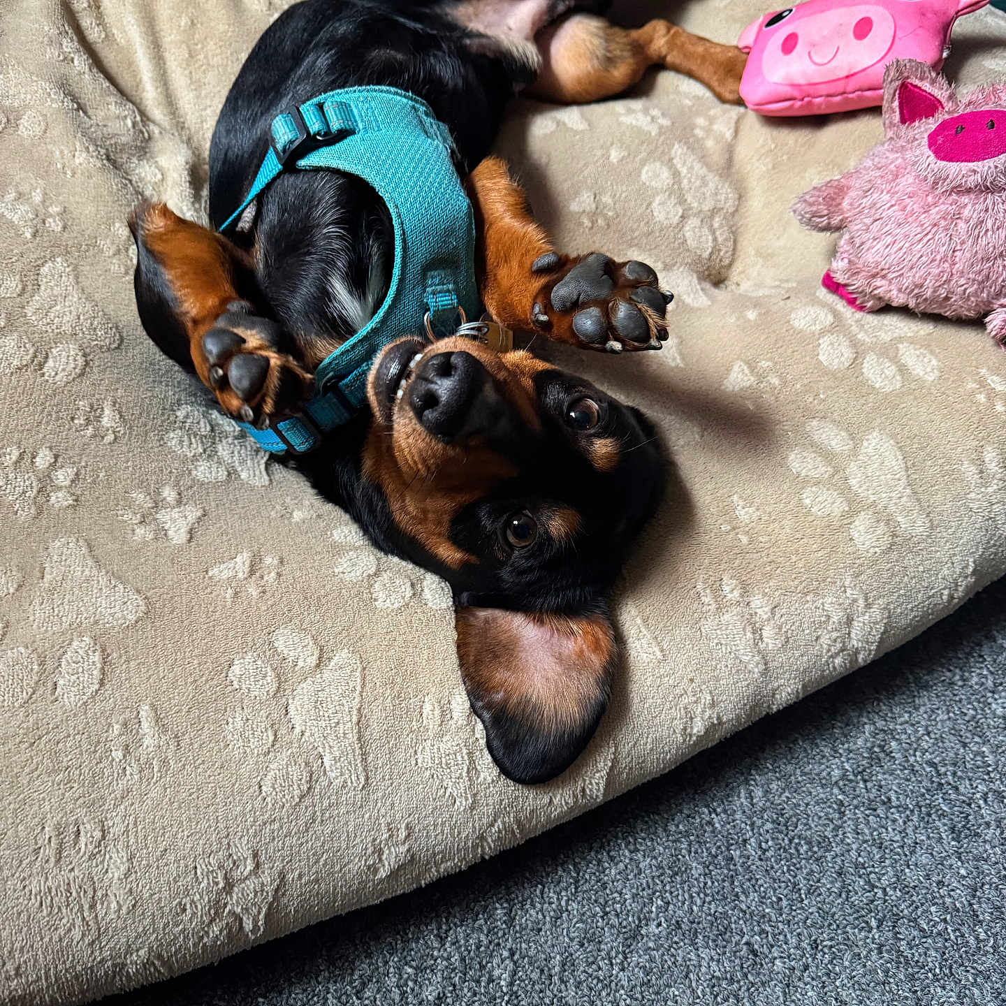Max