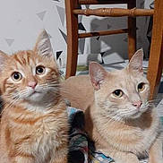 Tao Et Garfield participe au concours pour gagner de l'argent avec cette photo : abyssinian, advertisement, angora, animal, art, cat, diningtable, face, furniture, head, homedecor, kitten, manx, person, pet, porcelain, poster, pottery, table, text