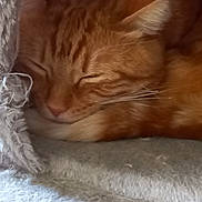 Tao a rejoint le concours — aidez-le/la à gagner de superbes lots ! cat, ginger_cat, sleeping, cozy, blanket, fur, resting, indoor, pet, cute, whiskers, close_up, nap, soft_texture, comfort, feline, relaxation, warm, domestic_cat, animal