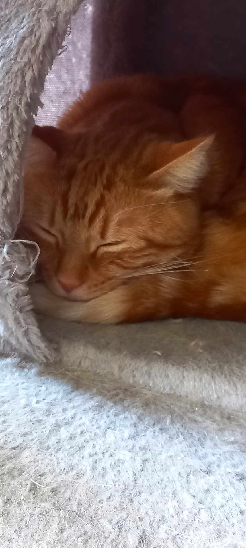 Tao a rejoint le concours — aidez-le/la à gagner de superbes lots ! cat, ginger_cat, sleeping, cozy, blanket, fur, resting, indoor, pet, cute, whiskers, close_up, nap, soft_texture, comfort, feline, relaxation, warm, domestic_cat, animal