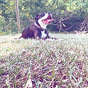 Diamond joined the competition — help win amazing prizes! dog, grass, outdoor, panting, tongue_out, nature, trees, greenery, pet, animal, canine, lying_down, collar, sunlight, daytime, background, blurred, happy, playful, yard