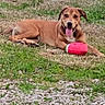dog, brown_dog, grass, toy, playful, outdoor, pet, animal, tongue_out, lying_down, happy, nature, greenery, summer, cute, mammal, canine, field, daytime, cheerful