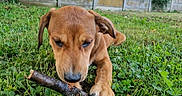 Bandit a rejoint le concours — aidez-le/la à gagner de superbes lots ! puppy, dog, grass, stick, outdoor, leaf, animal, pet, nature, playful, brown_dog, canine, young_dog, greenery, lawn, chewing, closeup, summer, garden, cute