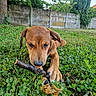 puppy, dog, grass, stick, outdoor, leaf, animal, pet, nature, playful, brown_dog, canine, young_dog, greenery, lawn, chewing, closeup, summer, garden, cute