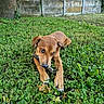 puppy, dog, grass, greenery, stick, outdoor, young_dog, chewing, playful, nature, animal, pet, brown_dog, lawn, garden, canine, grass_field, close_up, daylight, wall
