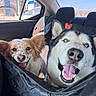 animal, backseat, blue_eyes, canine, car_interior, companions, daylight, dog, domestic_animal, fur, happy, husky, mixed_breed, pet, seat_cover, smiling, tongue_out, transportation, vehicle, window