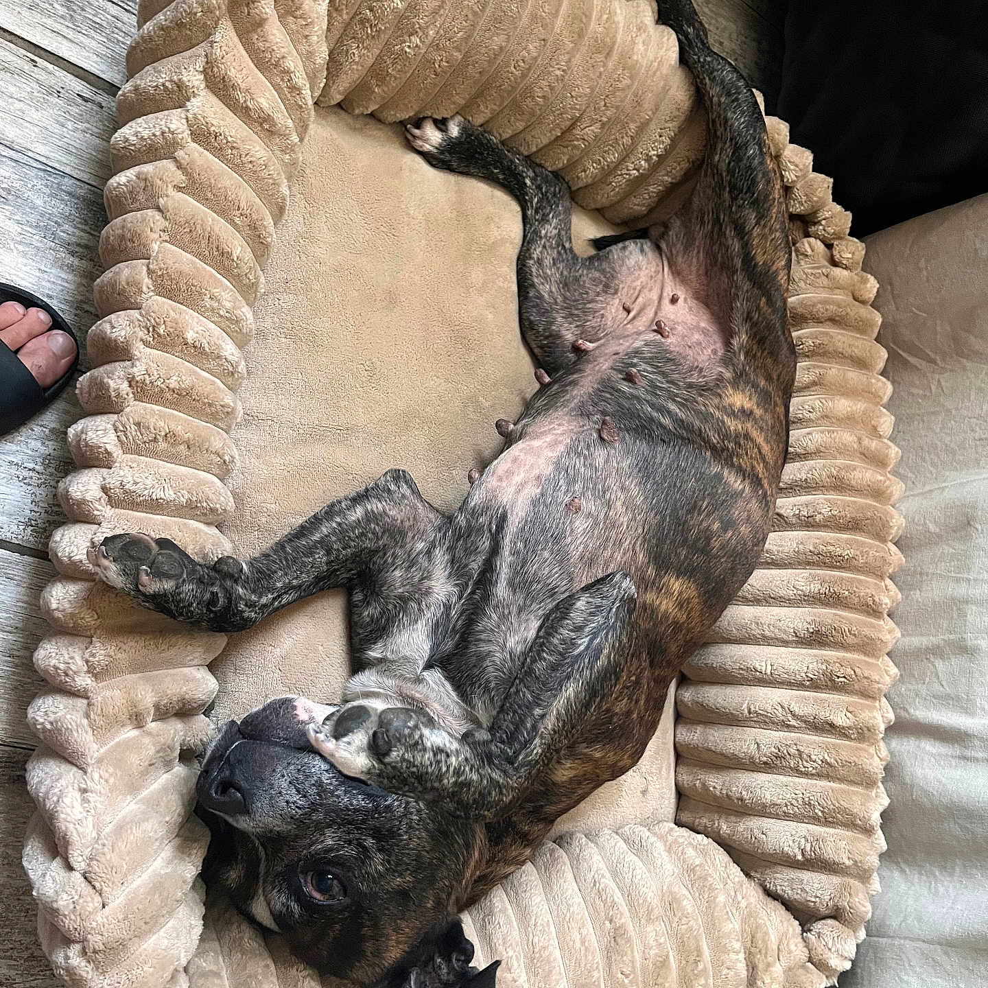 Djinka a rejoint le concours — aidez-le/la à gagner de superbes lots ! bedroom, brindle, candid, canine, cozy, dog, dog_bed, floor, fur, household, indoor, lying_down, mammal, paw, pet, plush, relaxed, resting, sleepy, wooden_floor