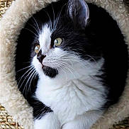 Moon a rejoint le concours — aidez-le/la à gagner de superbes lots ! cat, kitten, black_and_white, fur, whiskers, pet, cute, animal, cozy, cat_bed, curious, soft, paws, indoors, close_up, portrait, feline, resting, cute_pet, home