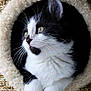 cat, kitten, black_and_white, fur, whiskers, pet, cute, animal, cozy, cat_bed, curious, soft, paws, indoors, close_up, portrait, feline, resting, cute_pet, home