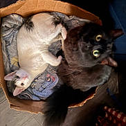 Charlie And Banx is registered to the contest to win money with this photo: cat, cats, cardboard_box, blanket, feline, pet, indoor, cozy, soft, fur, black_cat, white_cat, curious, lying_down, looking_up, home, floor, domestic_animal, animal, companion