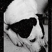 Diesel joined the competition — help win amazing prizes! dog, black_and_white, resting, lying_down, starry_effect, overlay, calm, close_up, pet, animal, face, paw, floor, spots, quiet, indoor, portrait, snout, ears, monochrome