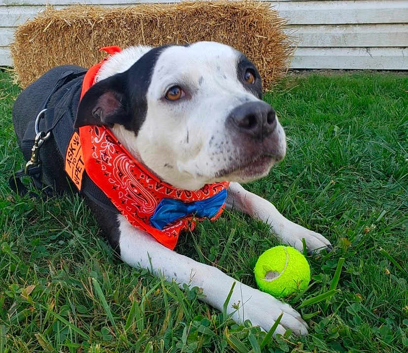Diesel joined the competition — help win amazing prizes! dog, black_and_white, bandana, bow_tie, tennis_ball, grass, hay_bale, outdoor, pet, canine, playful, leash, fur, animal, resting, attentive, collar, summer, cute, friendly