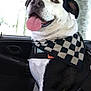 Diesel is registered to the contest to win money with this photo: dog, black_and_white, bandana, car, pet, tongue_out, happy, sitting, seat, window, seatbelt, leash, canine, animal, companion, domestic_animal, portrait, indoor, smiling, friendly