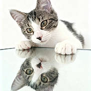 Violette participe au concours pour gagner de l'argent avec cette photo : adorable, animal, cat, close_up, curious, cute, ears, face, feline, indoor, kitten, paws, pet, playful, reflection, soft_light, tabby, whiskers, white_background, young