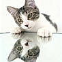 adorable, animal, cat, close_up, curious, cute, ears, face, feline, indoor, kitten, paws, pet, playful, reflection, soft_light, tabby, whiskers, white_background, young