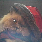 Luke joined the competition — help win amazing prizes! animal, cat, closeup, cozy, cute, eyes, face, feline, fluffy, fur, gray, hood, indoor, mammal, pet, portrait, red, soft, warm, whiskers