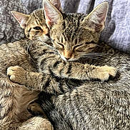 Nounoune Et Câline participe au concours pour gagner de l'argent avec cette photo : cat, kitten, tabby, sleeping, snuggling, pets, feline, close_up, fur, whiskers, ears, cute, cozy, resting, companion, animal, domestic, soft, bed, blanket