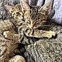 cat, kitten, tabby, sleeping, snuggling, pets, feline, close_up, fur, whiskers, ears, cute, cozy, resting, companion, animal, domestic, soft, bed, blanket