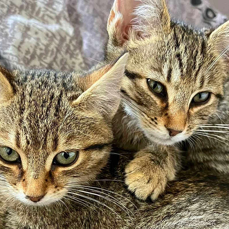 Nounoune Et Câline participe au concours pour gagner de l'argent avec cette photo : animal, bed, blanket, cat, closeup, companion, cute, domestic_animal, ears, feline, fur, green_eyes, indoor, kitten, pets, resting, snuggling, tabby, whiskers, young