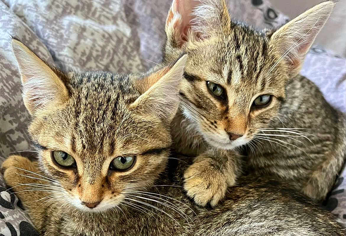 Nounoune Et Câline participe au concours pour gagner de l'argent avec cette photo : cat, kitten, tabby, feline, closeup, pets, snuggling, fur, whiskers, ears, green_eyes, bed, blanket, domestic_animal, cute, young, companion, animal, indoor, resting
