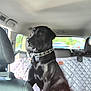 dog, black_dog, pet, car_interior, backseat, chain_collar, seat_cover, window, vehicle, leash, mammal, canine, sitting, attentive, domestic_animal, transportation, daylight, parked_car, seatbelt, headrest