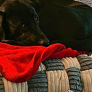 Max joined the competition — help win amazing prizes! dog, black_dog, blanket, red_blanket, couch, furniture, indoor, pet, resting, relaxed, cozy, fur, animal, sleepy, comfort, home, texture, closeup, laying, domestic_animal