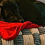 dog, black_dog, blanket, red_blanket, couch, furniture, indoor, pet, resting, relaxed, cozy, fur, animal, sleepy, comfort, home, texture, closeup, laying, domestic_animal
