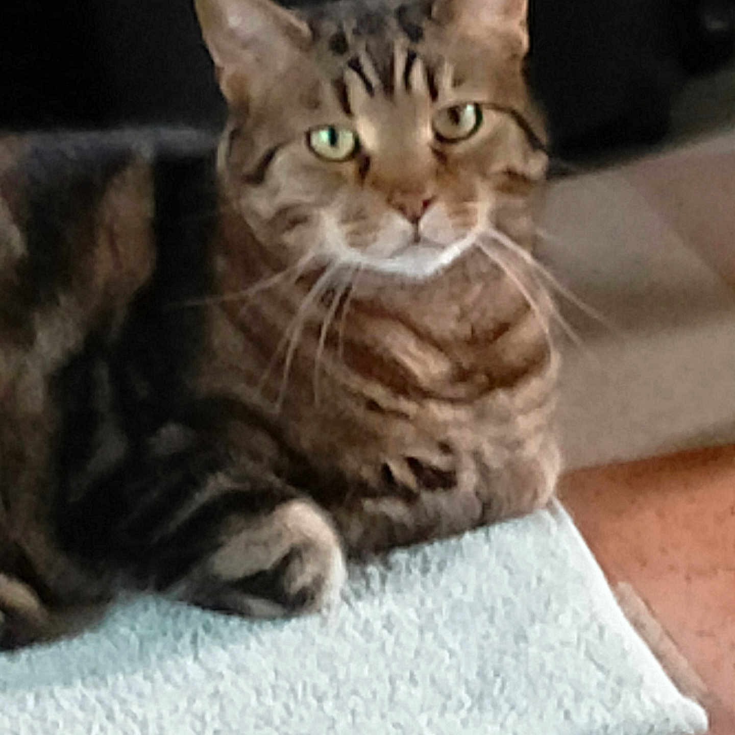 Pasha