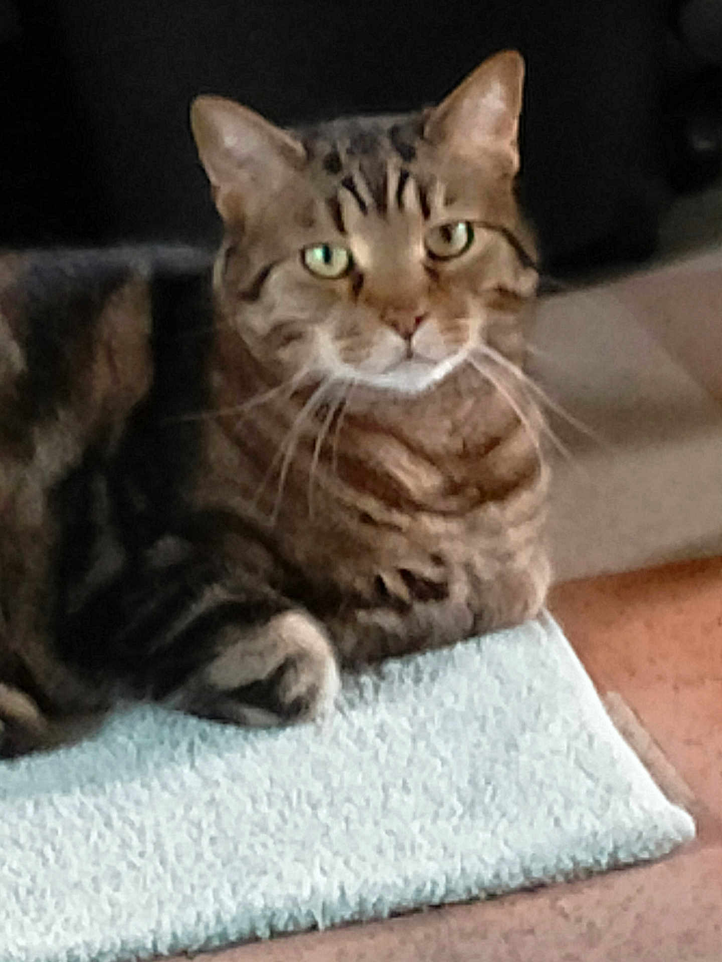 Pasha