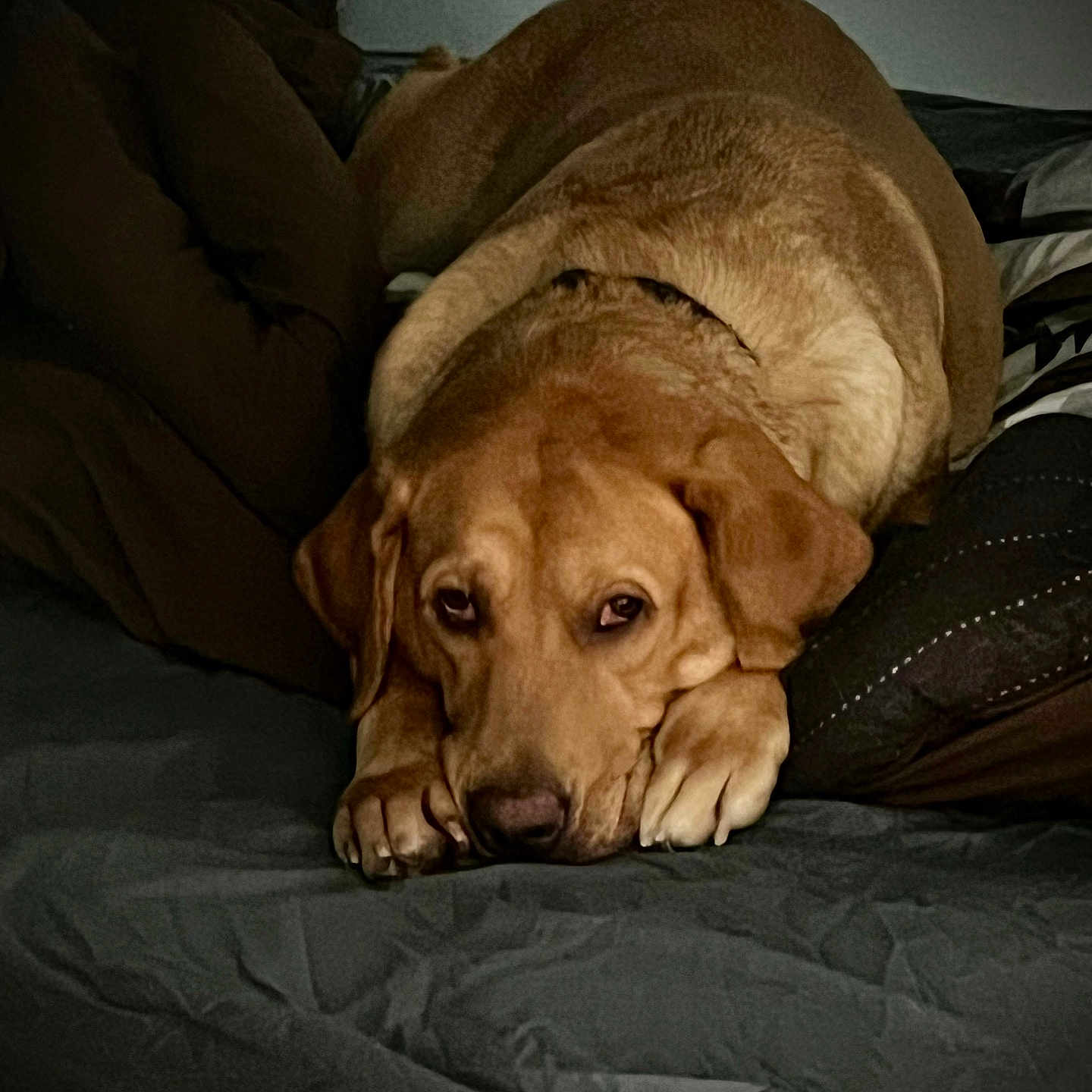 Daisy joined the competition — help win amazing prizes! animal, bed, blanket, brown, canine, comfort, companion, cozy, cute, dog, domestic, face, fur, indoors, looking, paws, pet, relaxed, resting, sleepy