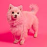 Rada is registered to the contest to win money with this photo: dog, white_dog, fluffy, small_dog, pomeranian, standing, portrait, pink_background, pink_tint, pearl_necklace, fashion, glamour, studio, pet, fur, tail, pointed_ears, collar, posing, photography