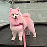 Rada joined the competition — help win amazing prizes! dog, pink_dog, fluffy, small_dog, standing, smiling, open_mouth, collar, leash, harness, indoor, portrait, pet, fur, cute, pointed_ears, curled_tail, floor, glass, railing